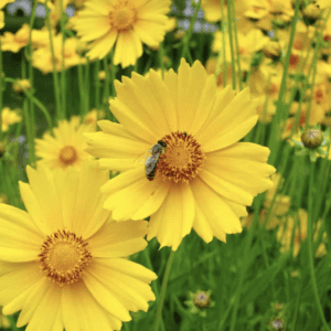 A bee collecting nectar on a bright yellow flower in a sunny garden.